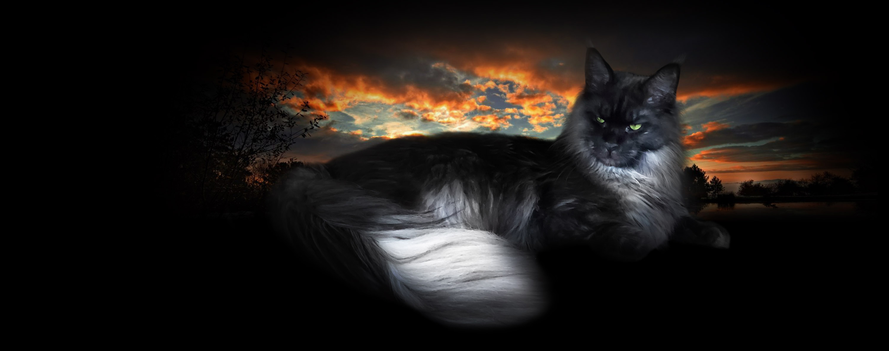Penthouse Maine Coons Cattery