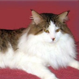 TheCatHut Joshua