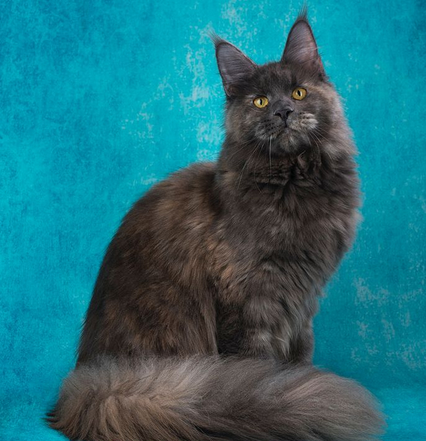 Mynicecat Evelina - maine-coon