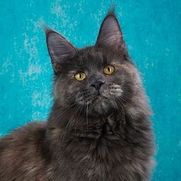 Mynicecat Evelina
