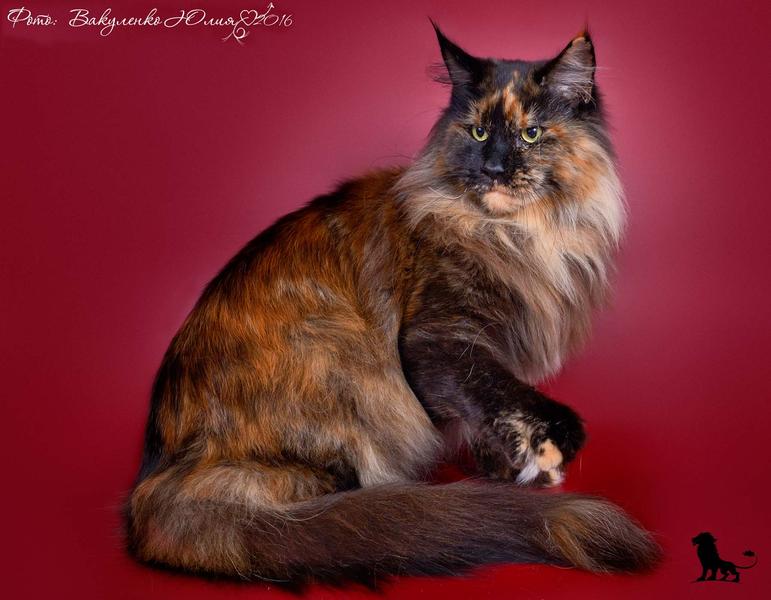 Germiona Greindger Kian Cats - maine-coon