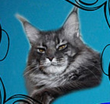 Sharm World Barbados - maine-coon