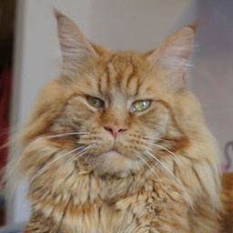 Bently Perfect Cat