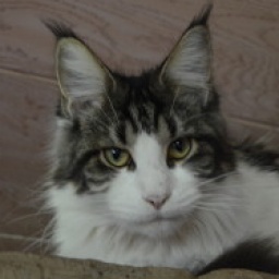 Captain Coon's Zena