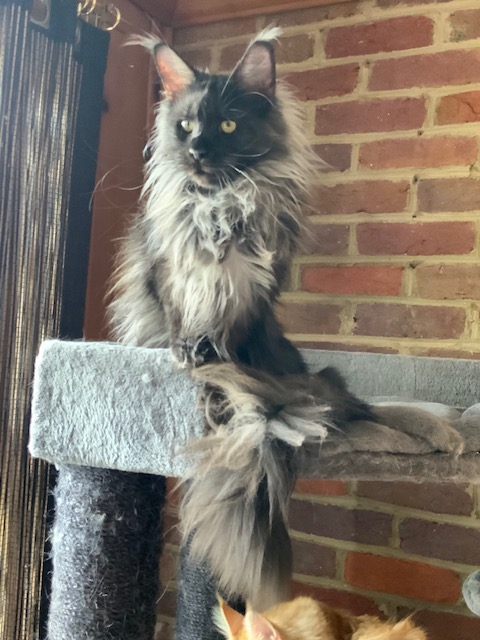 Ayla Penthouse Maine Coons - Adult maine-coon 11 months 2.5 weeks