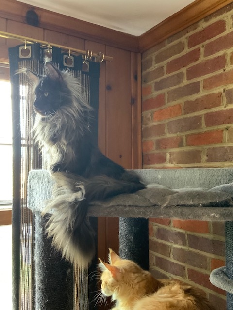 Ayla Penthouse Maine Coons - Adult maine-coon 11 months 2.5 weeks