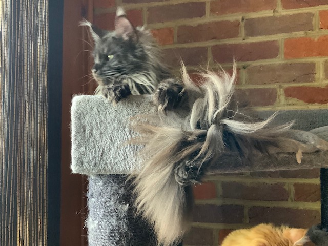 Ayla Penthouse Maine Coons - Adult maine-coon 11 months 2.5 weeks