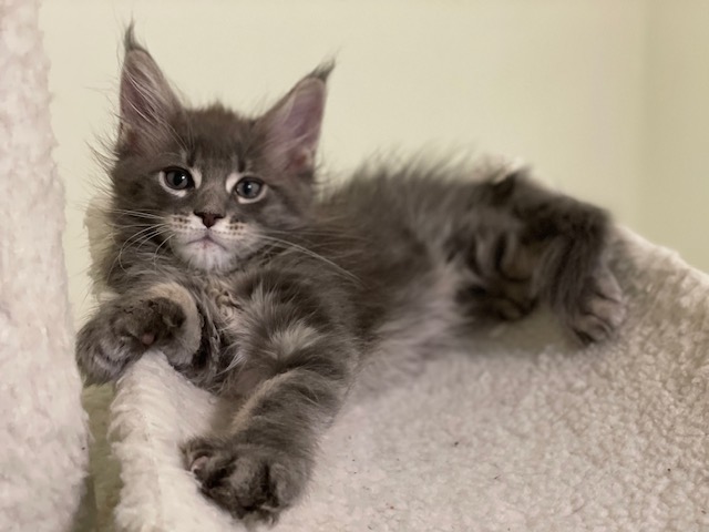 Maze Penthouse Maine Coons - Kitten maine-coon 1 month 3.5 weeks