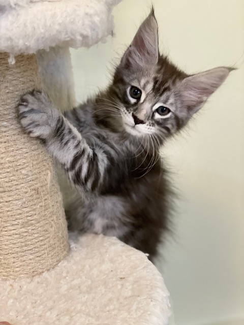 Tiger Penthouse Maine Coons - Kitten maine-coon 1 month 3.5 weeks