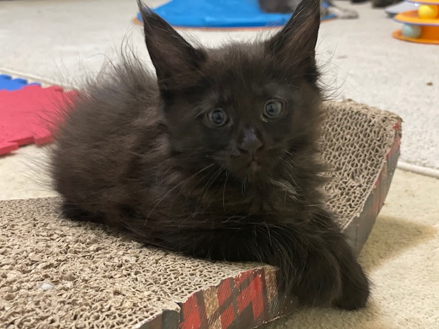 Luna Penthouse Maine Coons - Kitten maine-coon 1 month 3.5 weeks
