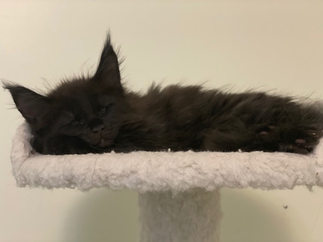 Luna Penthouse Maine Coons - Kitten maine-coon 1 month 3.5 weeks