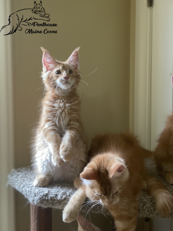 Firefox Penthouse Maine Coons - maine-coon