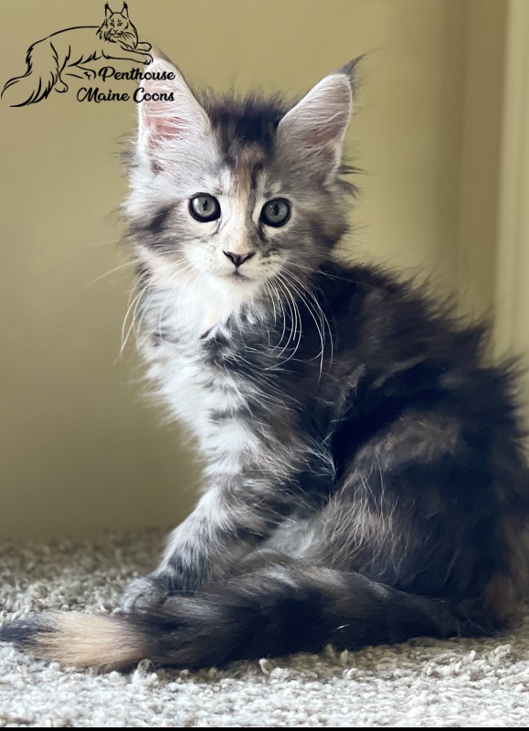 Saffron Penthouse Maine Coons - maine-coon
