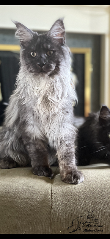 Skyler Penthouse MaineCoons - maine-coon