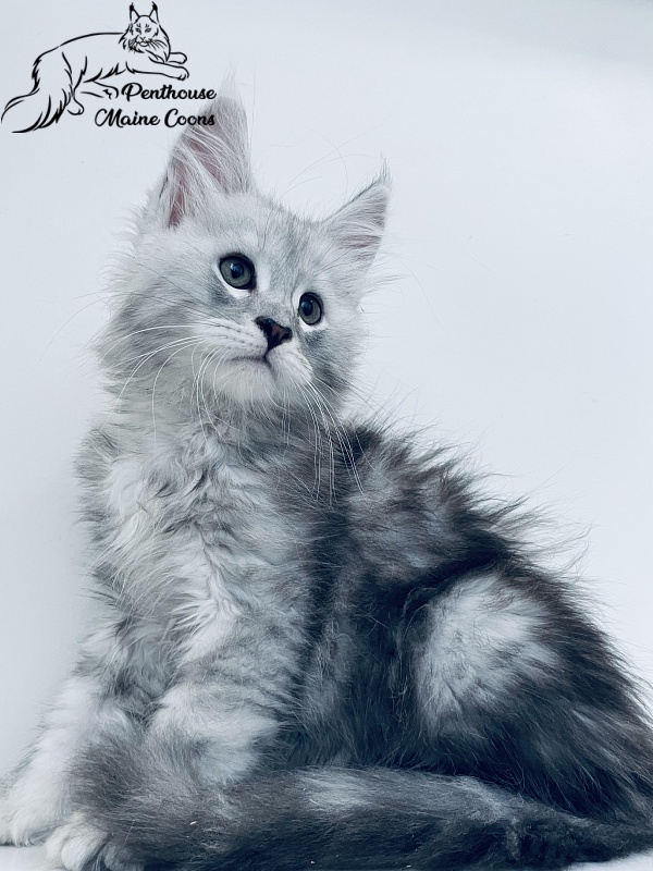 Penthouse Maine Coons Velvet - Kitten maine-coon 1 month 0.5 weeks