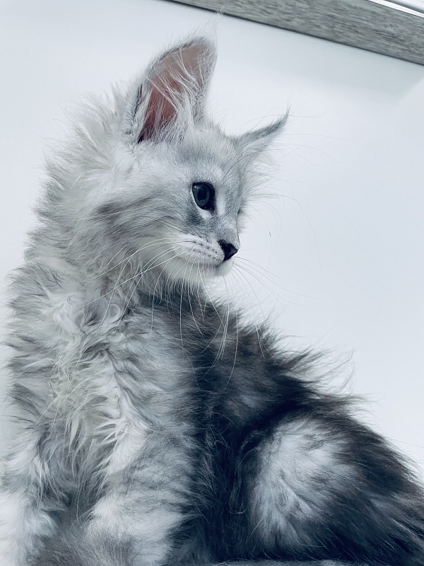 Penthouse Maine Coons Velvet - Kitten maine-coon 1 month 0.5 weeks