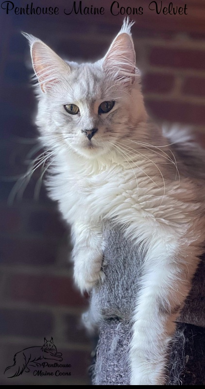 Penthouse Maine Coons Velvet - maine-coon