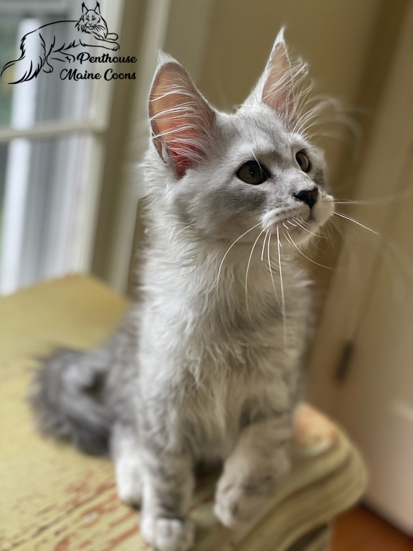 Penthouse Maine Coons Bestian - Kitten maine-coon 2 months 0.5 weeks