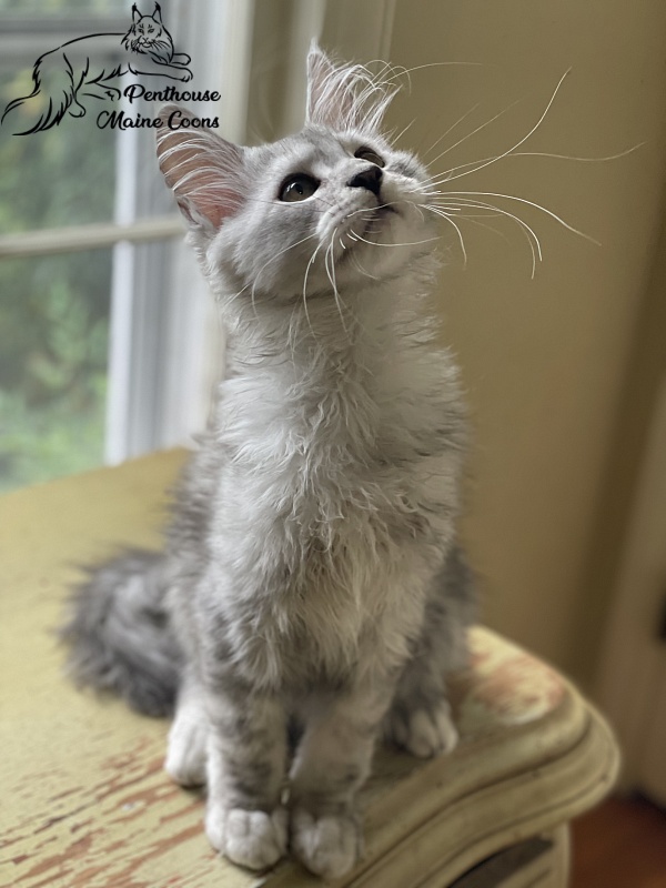 Penthouse Maine Coons Bestian - Kitten maine-coon 2 months 0.5 weeks
