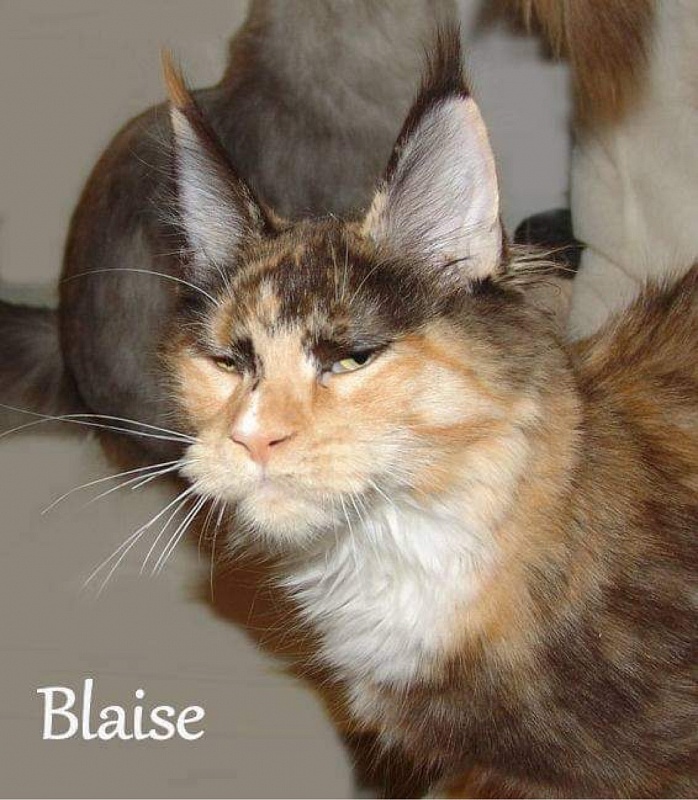 Pillowtalk's Blaise - maine-coon