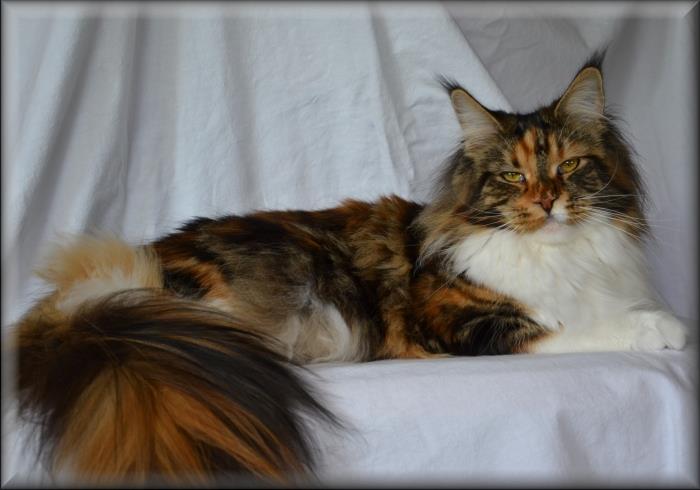 Summerplace Fantasy - maine-coon