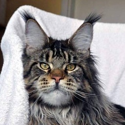 Anpetifaal's Tom