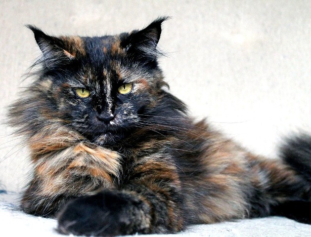 Nayeli Dagmar - Adult maine-coon 2 years 8 months 1 week