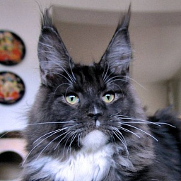 Pillowtalk's Smoky