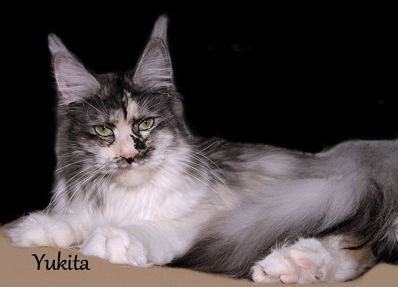 Bluesmaine Yukita - maine-coon