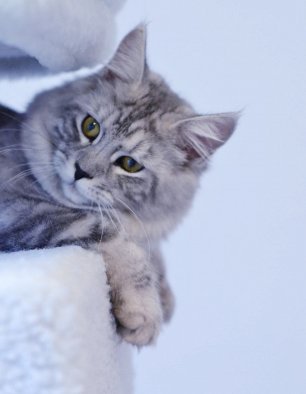 Coontact Passoa PP - maine-coon
