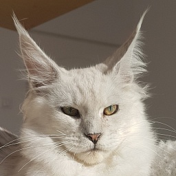 Iorek Rio