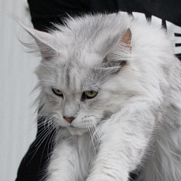 Grandcoon Reina