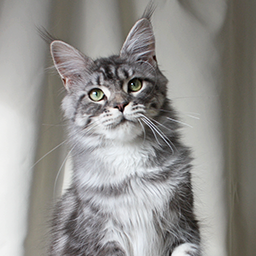 Grandcoon Imperia