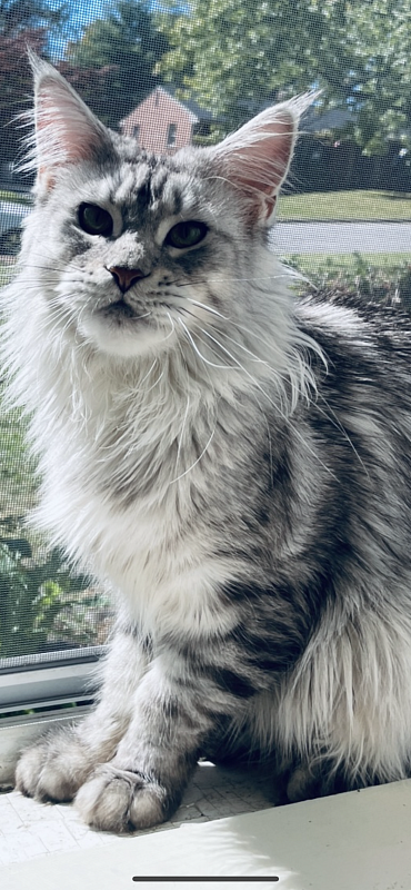 Dinky - maine-coon