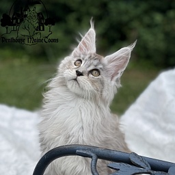Helga
