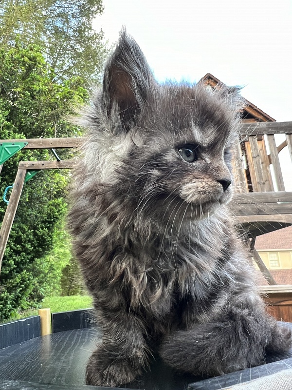 Elton  Penthouse Maine Coons - Kitten maine-coon 1 month 2 weeks
