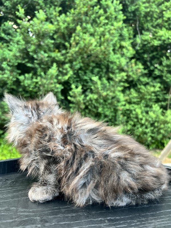 Elton  Penthouse Maine Coons - Kitten maine-coon 1 month 2 weeks