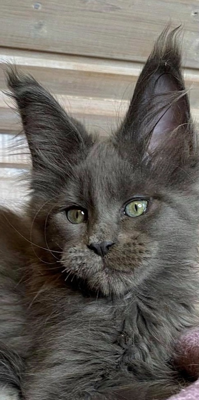 CH Topaz of Tsarskoye Selo - maine-coon
