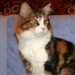 Jeters Baxter