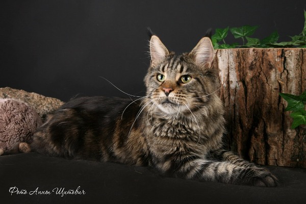 Eagle of Zagorsky Line - Adult maine-coon 2 years 5 months 3.5 weeks
